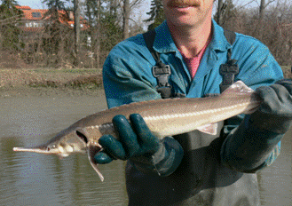 Kecsege (Acipenser ruthenus)